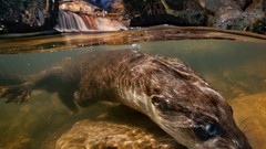 Eyes underwater national geographic