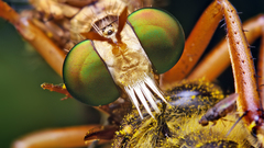 Eyes wide insects insect