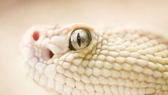 Eyes wildlife snakes