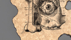 Face Art body human anatomy