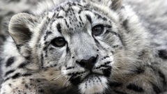Faces snow leopards