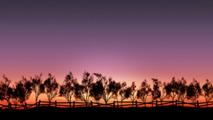 Fags nature Trees on