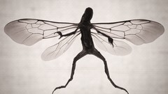 Fairies Corpse fantasy art