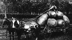 Fake funny Horses grayscale