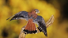 Falcon bird