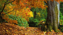 Fall autumn leaves jpeg