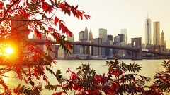 fall City new york city sunlight Bridge leaves cityscape
