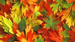 Fall colorful leaf widescreen