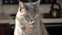 Fall family photos high