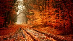 fall forest nature railway landscape