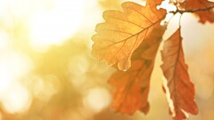 fall leaves oak sunlight Plants petals