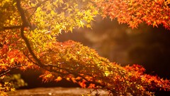 fall nature leaves branch sunlight photography blurred