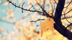 fall nature leaves twigs yellow