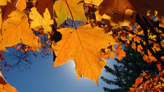 Fall nature orange leaf