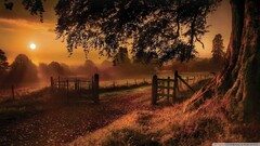 fall nature outdoors sun