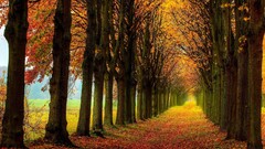 fall nature path