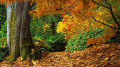 Fall of autumn leaves