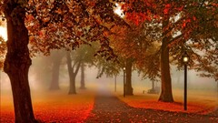 fall Park leaves Trees lantern fallen leaves