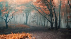 fall Trees forest nature landscape fallen leaves mist dirt