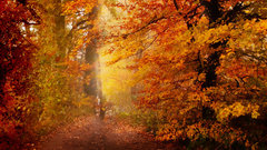 Fall Trees high nature