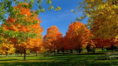 fall Trees Park