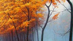 Fall You like high This mean