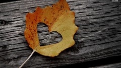 Fallen cut leaf