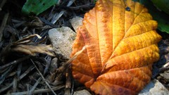 Fallen leaf golden color