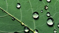 Fallen leaf raindrops