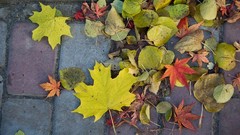 Fallen leaves