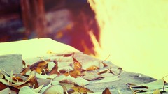 Fallen leaves