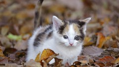 Fallen leaves cats Animals