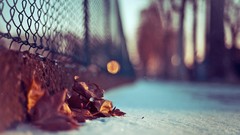 Fallen leaves Chain Link