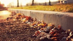 Fallen leaves leaves macro