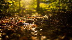 Fallen leaves nature forests