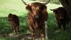 Familie Highland cattle high