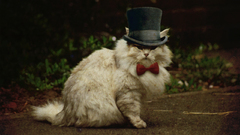 Fancycat2 cats high animal