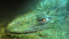 Fantasy Animals creature artwork