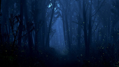 Fantasy summer Wood forest