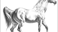 Fantasy unicorns monochrome drawings