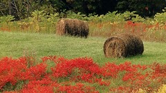 Farm hay Indiana complex magazine