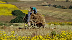 Farmers Myanmar high