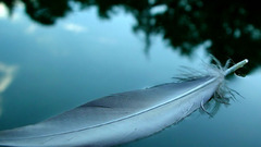 Feather