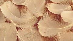 Feathers