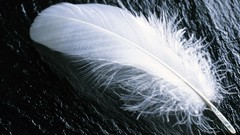 Feathers