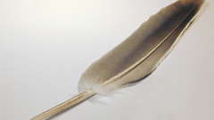 Feathers