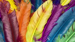 Feathers