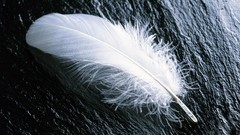 Feathers
