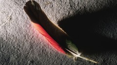 Feathers