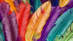 feathers colorful red orange purple macro Turquoise